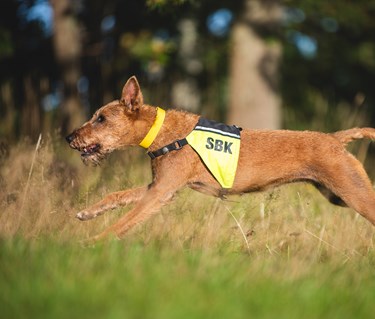 Taylor springer på rapportbanan