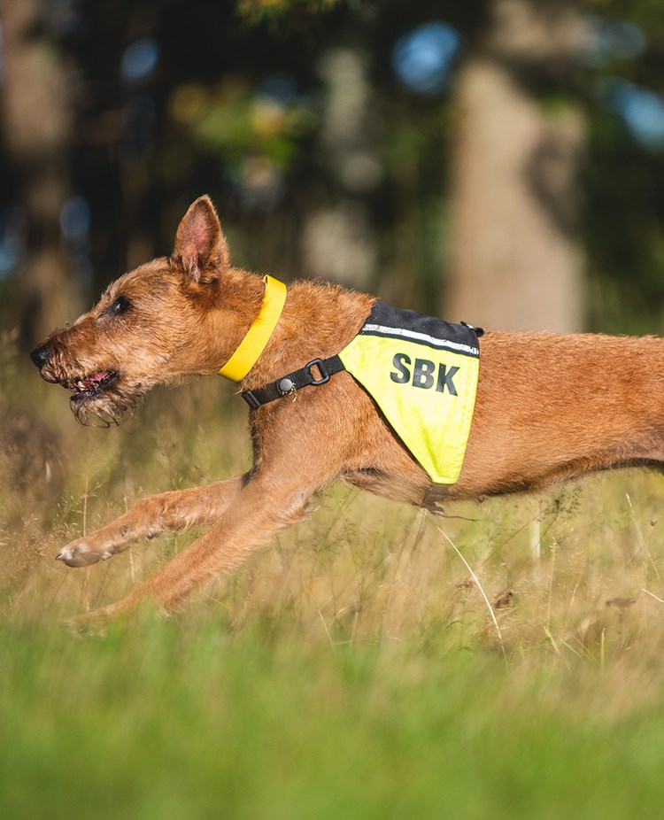 Taylor springer på rapportbanan