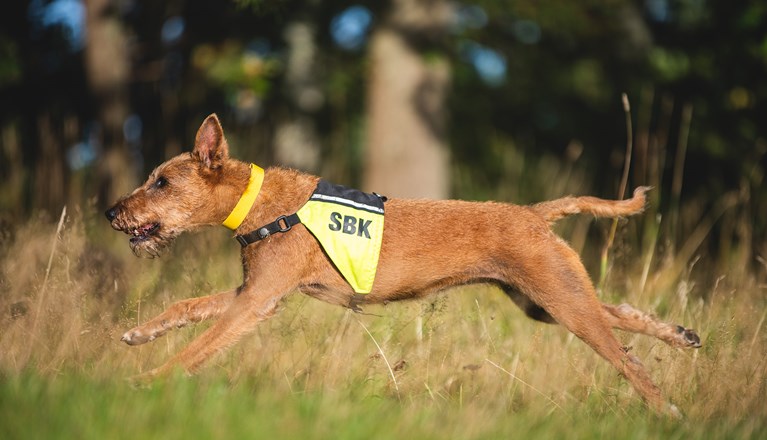 Taylor springer på rapportbanan
