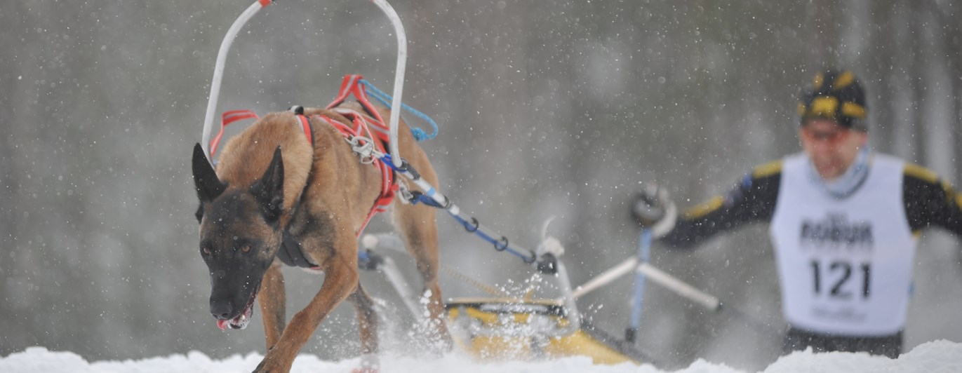 Bild regelbok drag 2023