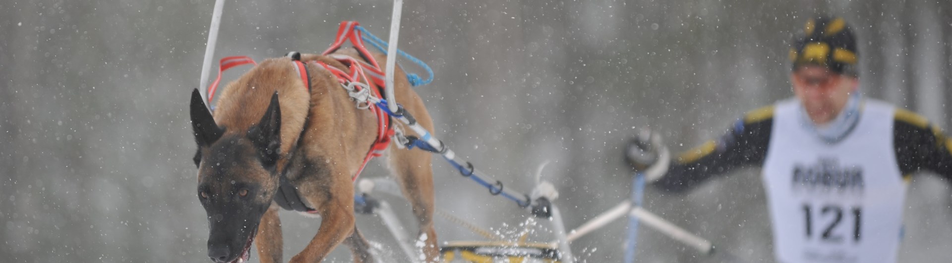 Bild regelbok drag 2023