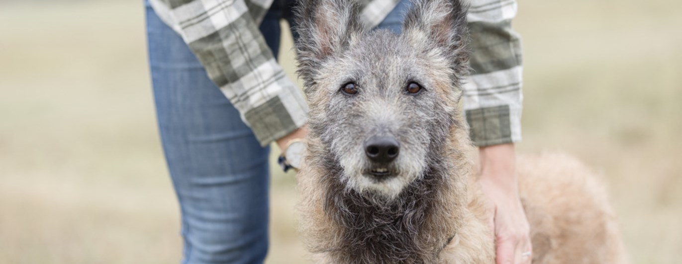 Bild på en laekenois med föraren bredvid
