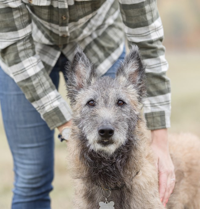 Bild på en laekenois med föraren bredvid