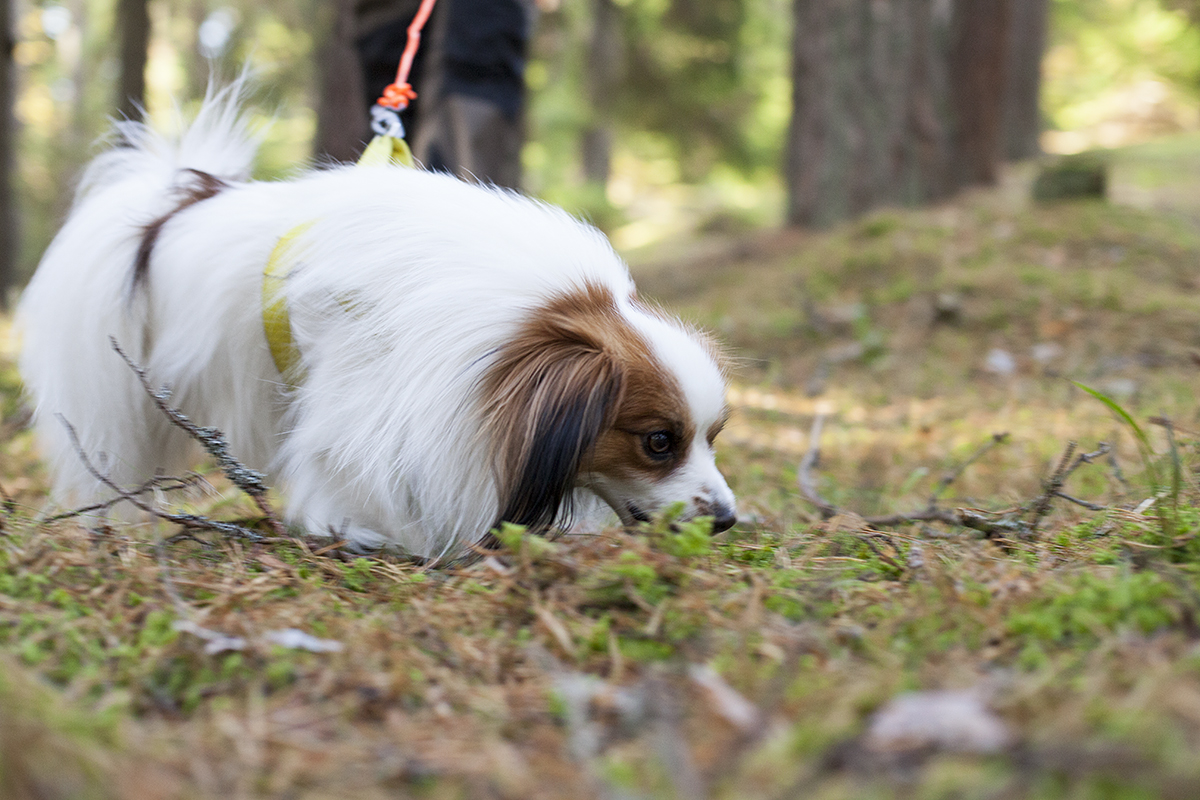 Phalénen Kaj, en vit och brun långhårig liten hund, spårar i höstskogen