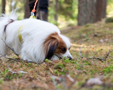 Phalénen Kaj, en vit och brun långhårig liten hund, spårar i höstskogen