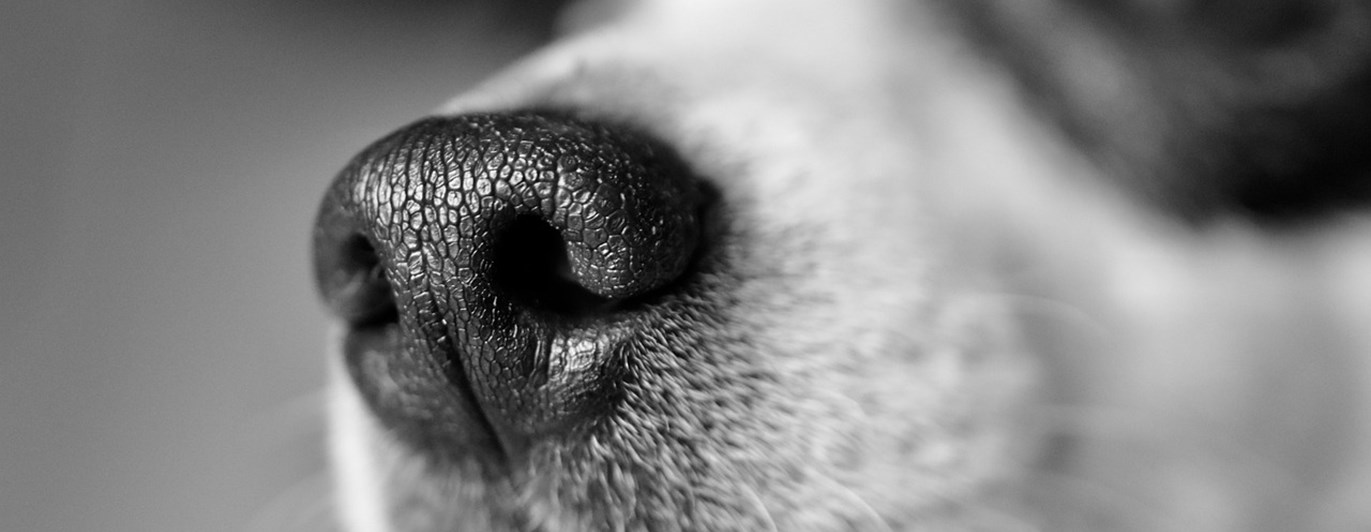 En svart vit bild med en jack russel nos.