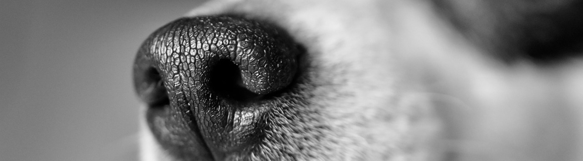 En svart vit bild med en jack russel nos.