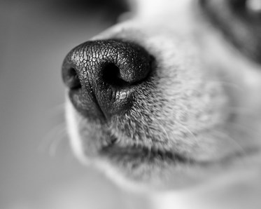 En svart vit bild med en jack russel nos.