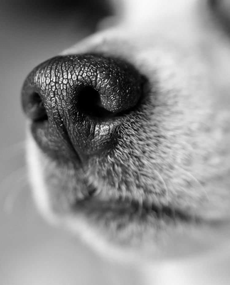 En svart vit bild med en jack russel nos.