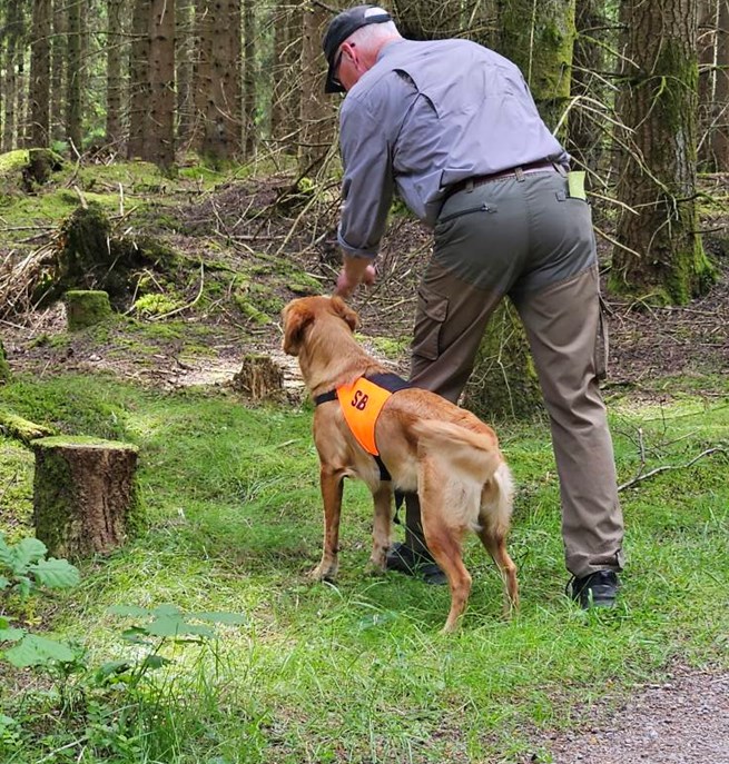 Hundförare och jaktgolden som tränar uppletande i skog
