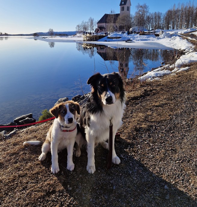 Arjeplog