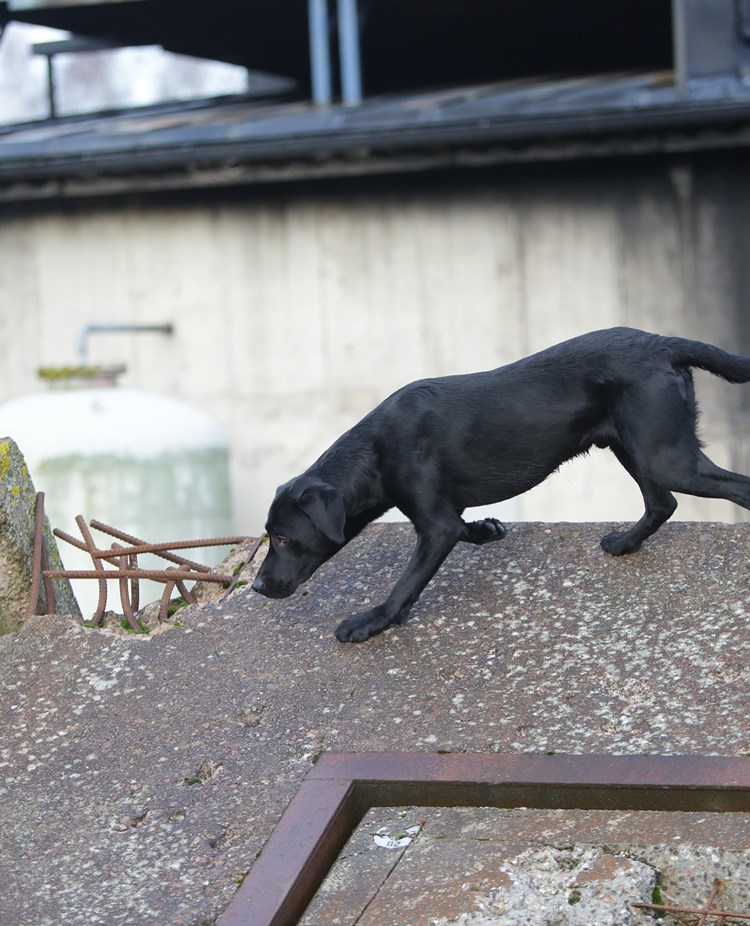 Fotograf: Christian Björses