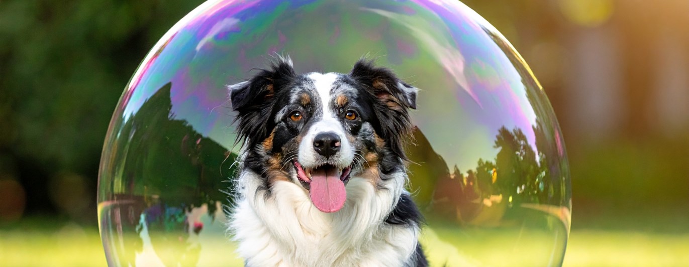 En svartvit hund sitter inuti en bubbla