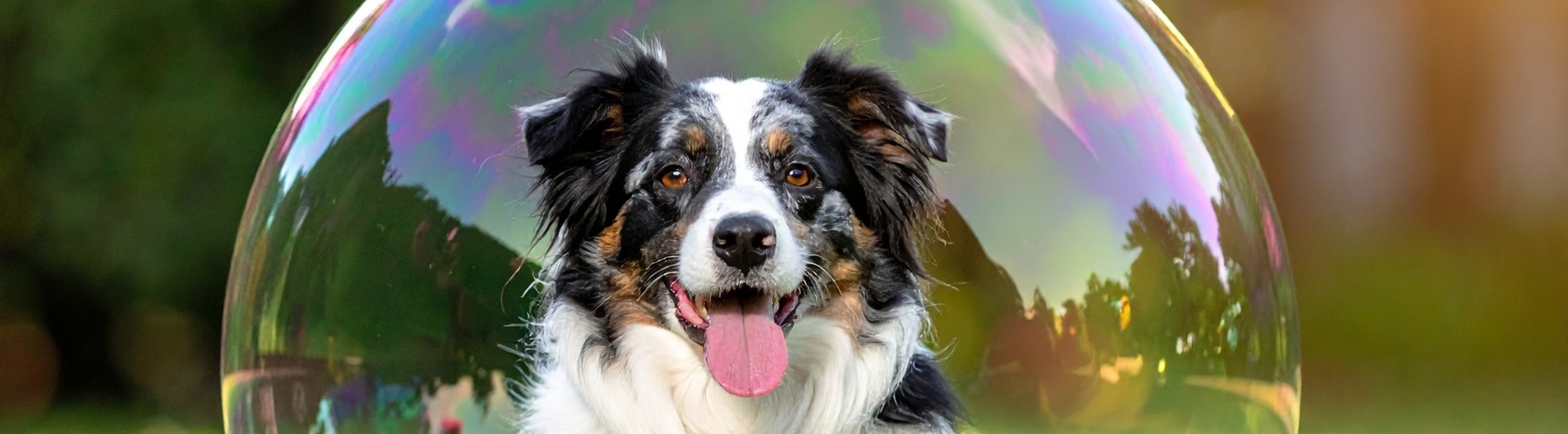 En svartvit hund sitter inuti en bubbla