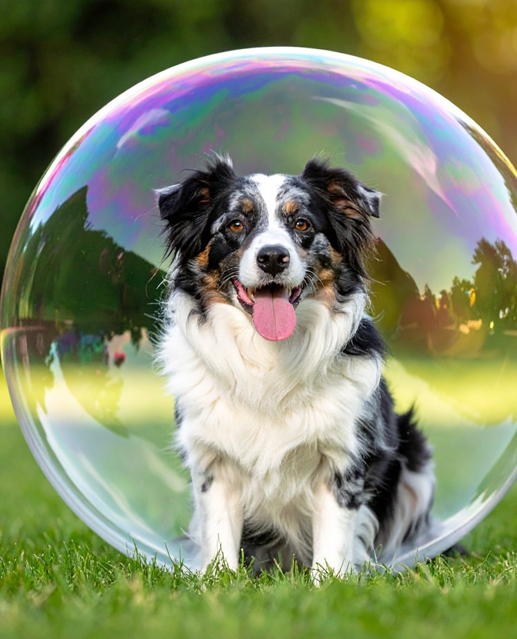 En svartvit hund sitter inuti en bubbla