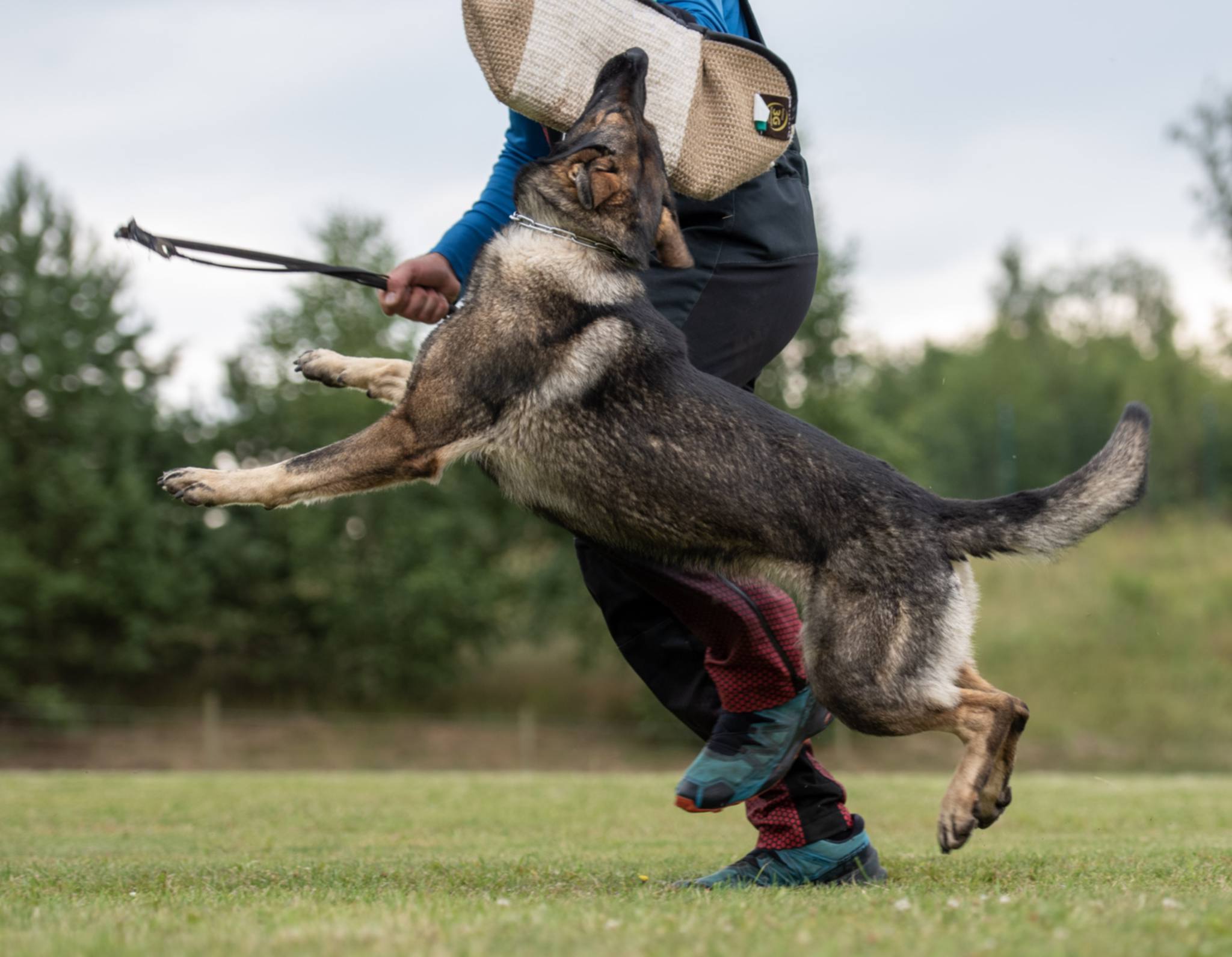 En grå Schäfer tränar IGP och biter i ärmen på figuranten