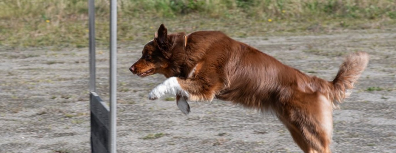 Hund över hopp
