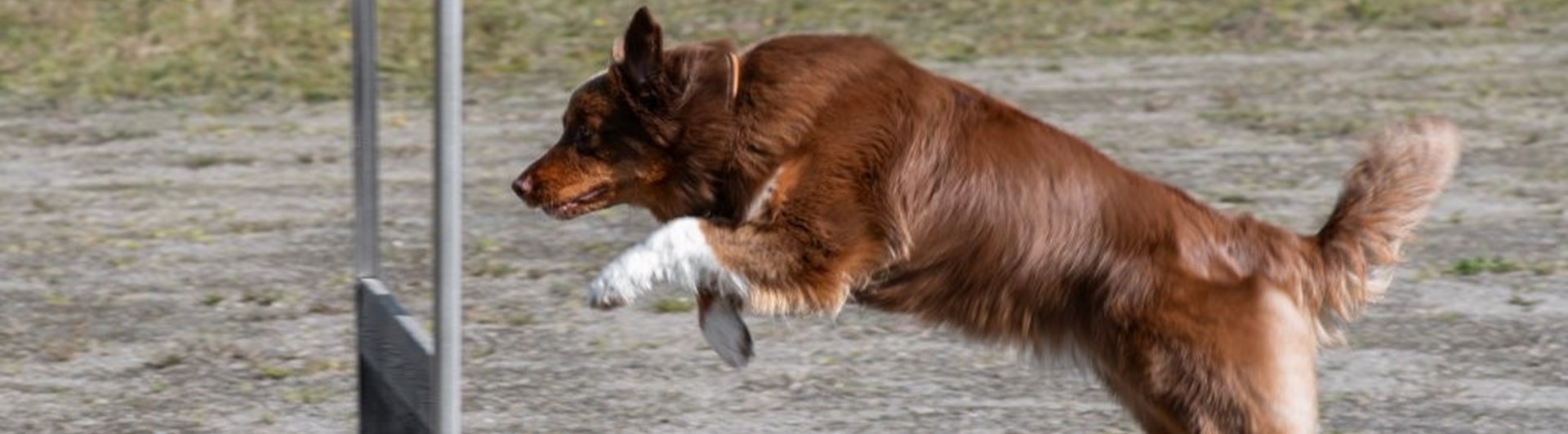 Hund över hopp