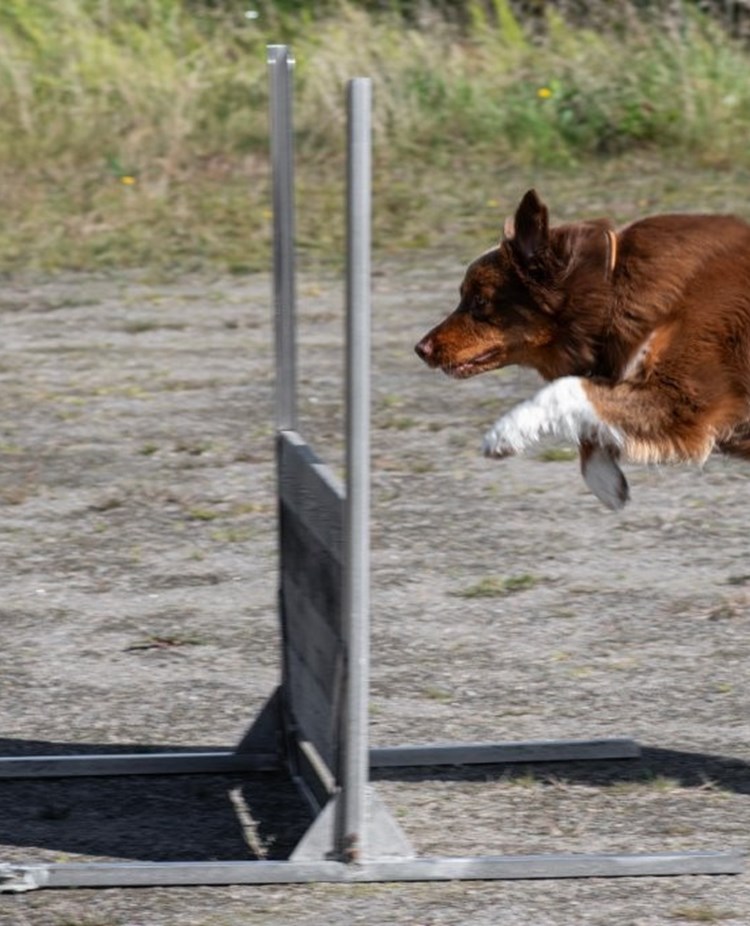 Hund över hopp