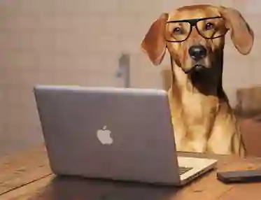Hund med glasögon framför en dator