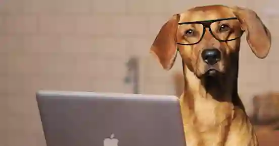 Hund med glasögon framför en dator