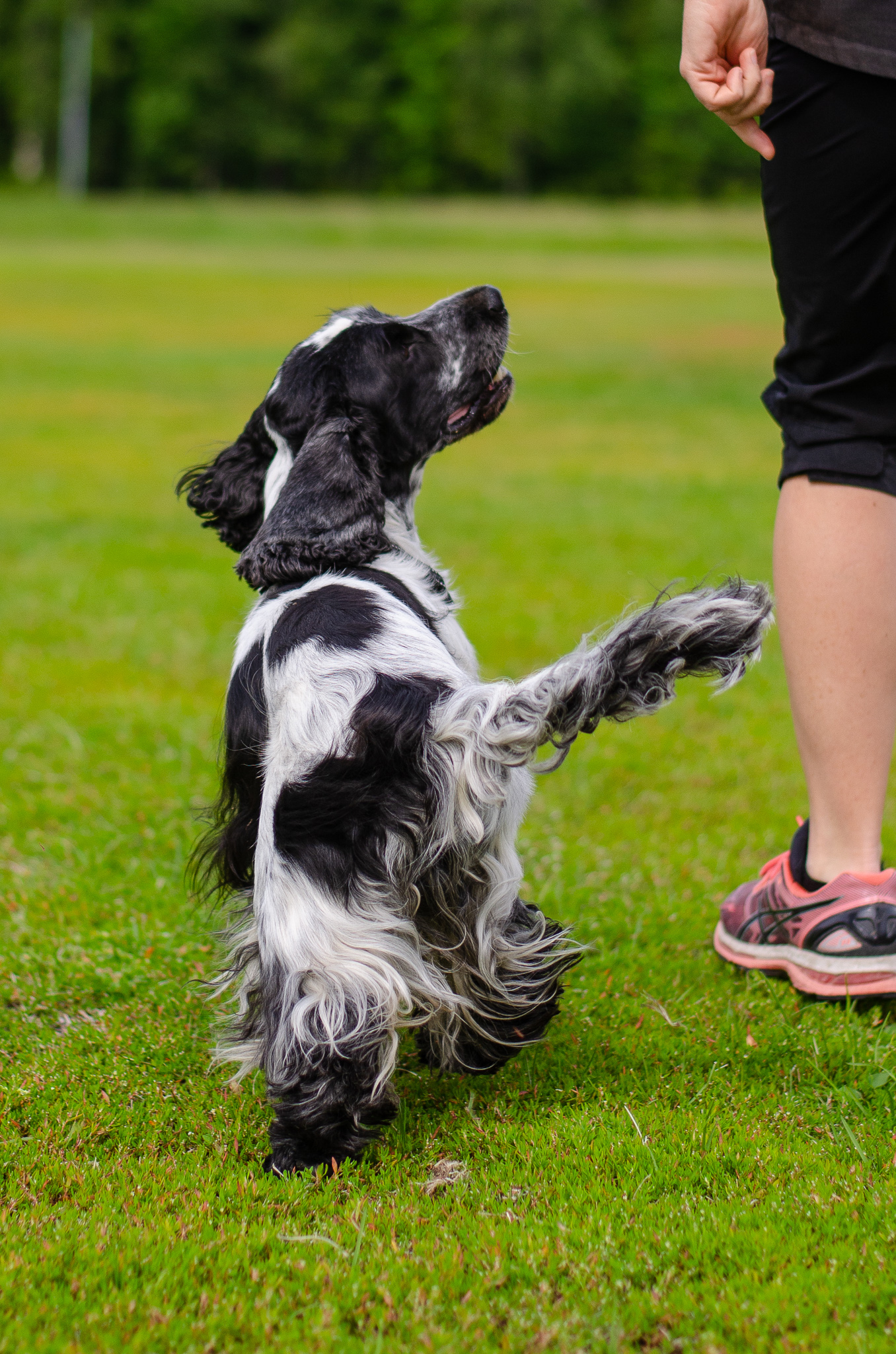 En spaniel som går fot