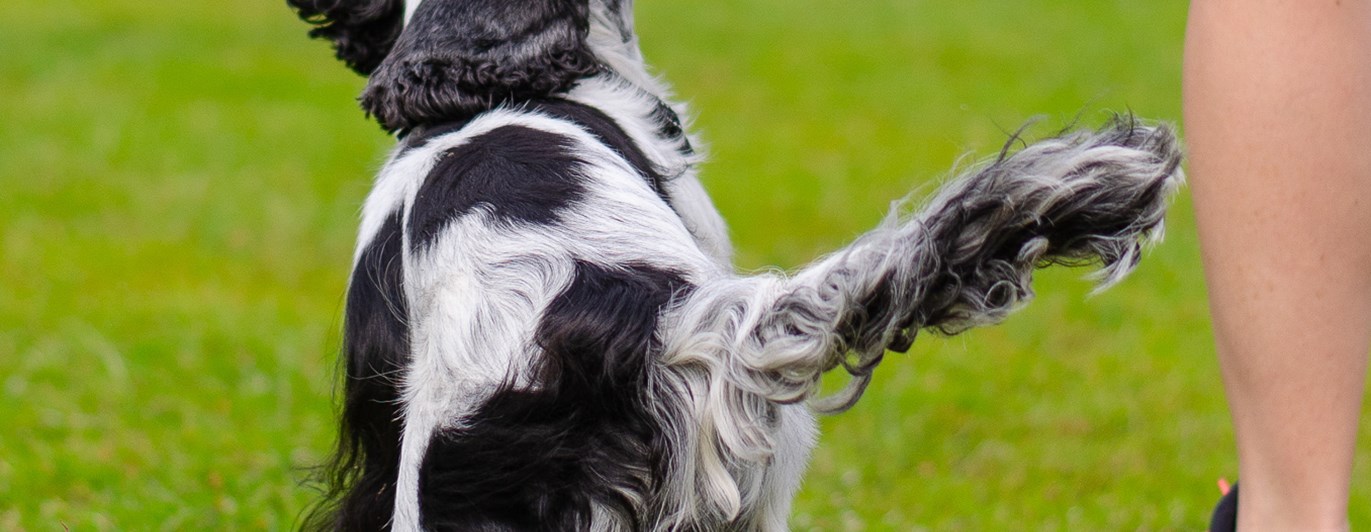 En spaniel som går fot