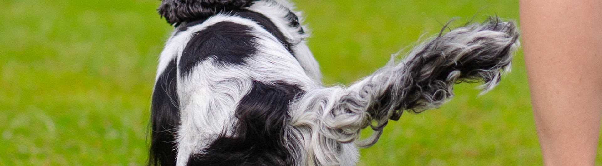 En spaniel som går fot