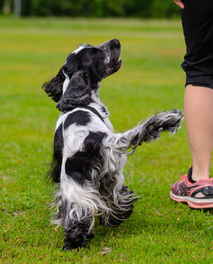 En spaniel som går fot