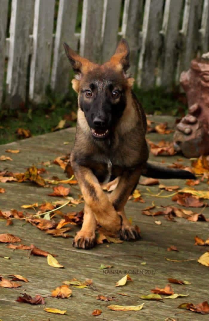 Schäfer valp med löv runt omkring sig