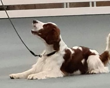 Bild på Birthe Wallins hund Dexter