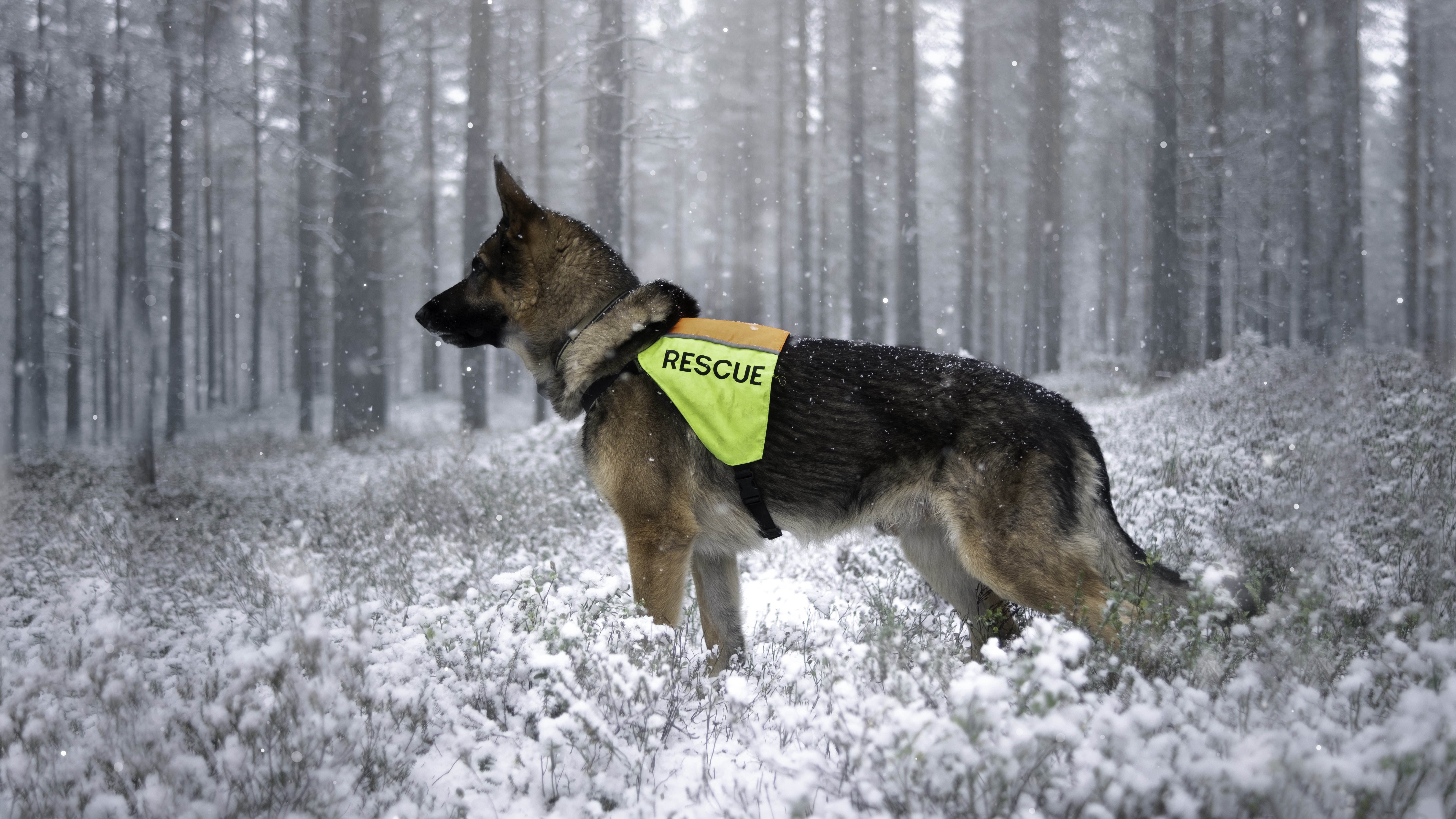 Schäfer i profil med tjänstetäcke.