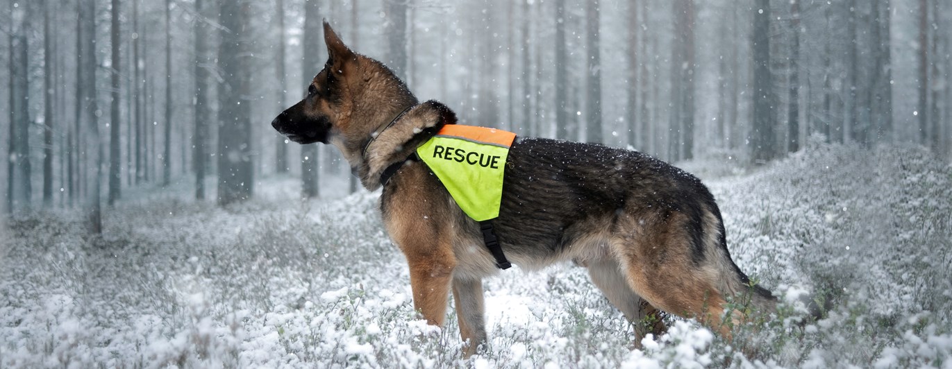 Schäfer i profil med tjänstetäcke.