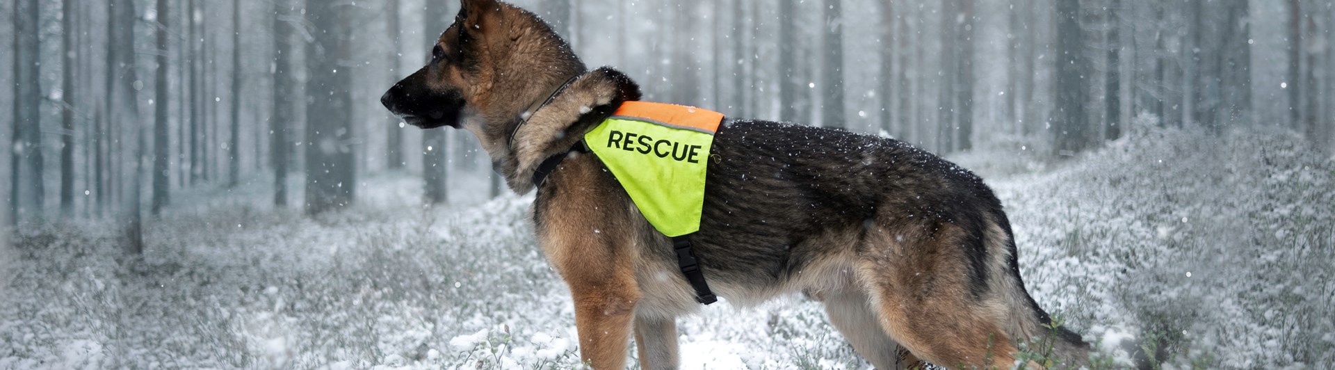 Schäfer i profil med tjänstetäcke.