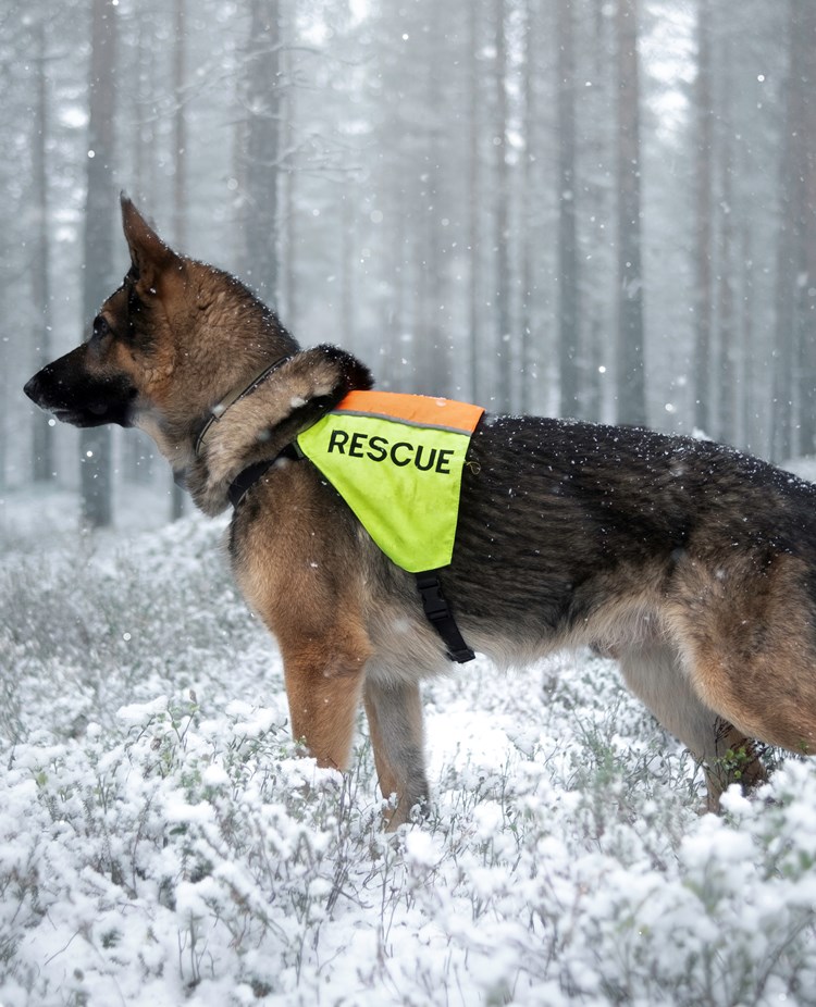 Schäfer i profil med tjänstetäcke.