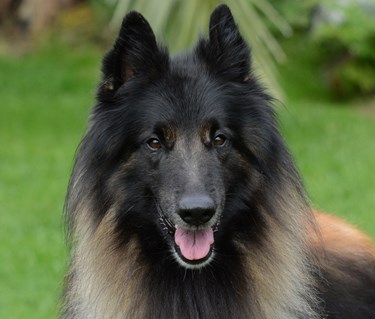 Belgisk vallhund tittar in i kameran