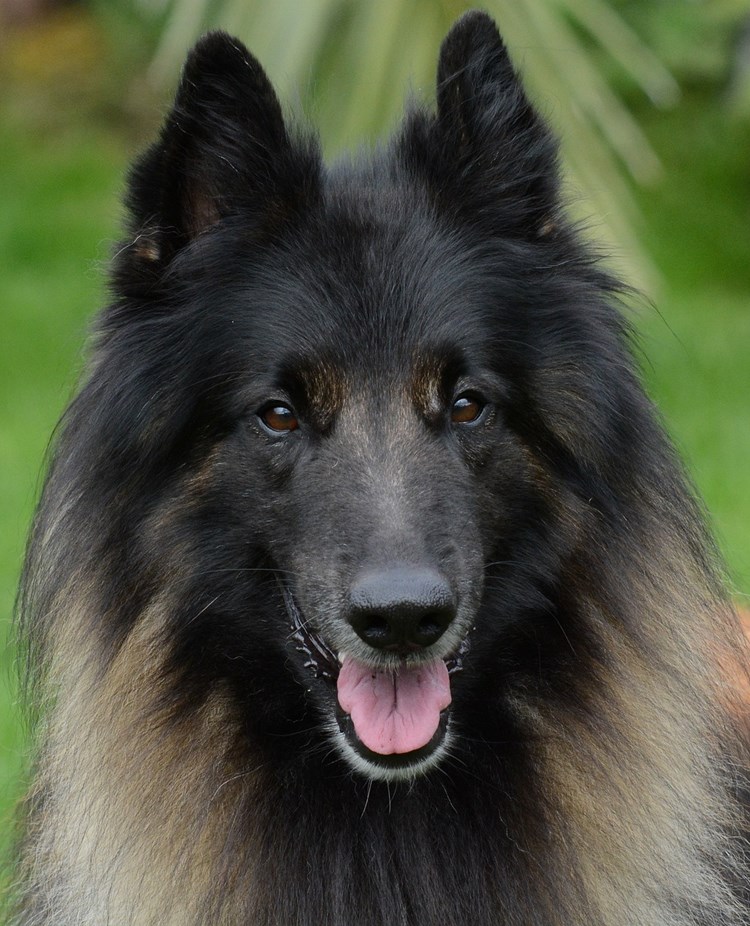 Belgisk vallhund tittar in i kameran