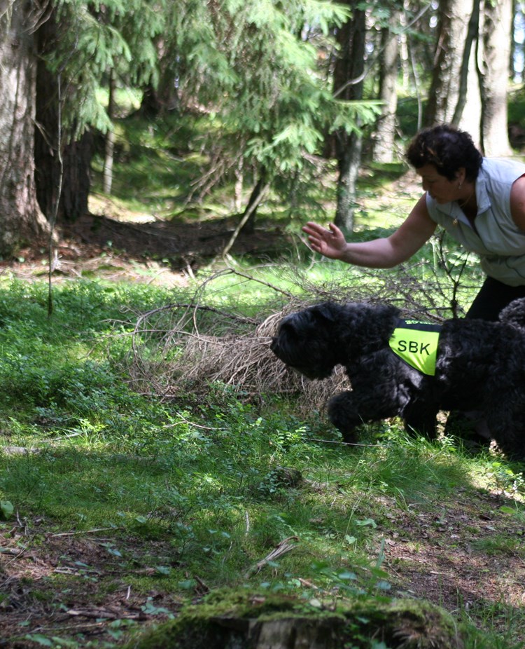 Bouvier des flandres med gult tjänstetecken som står bredvid sin förare ute i skogen