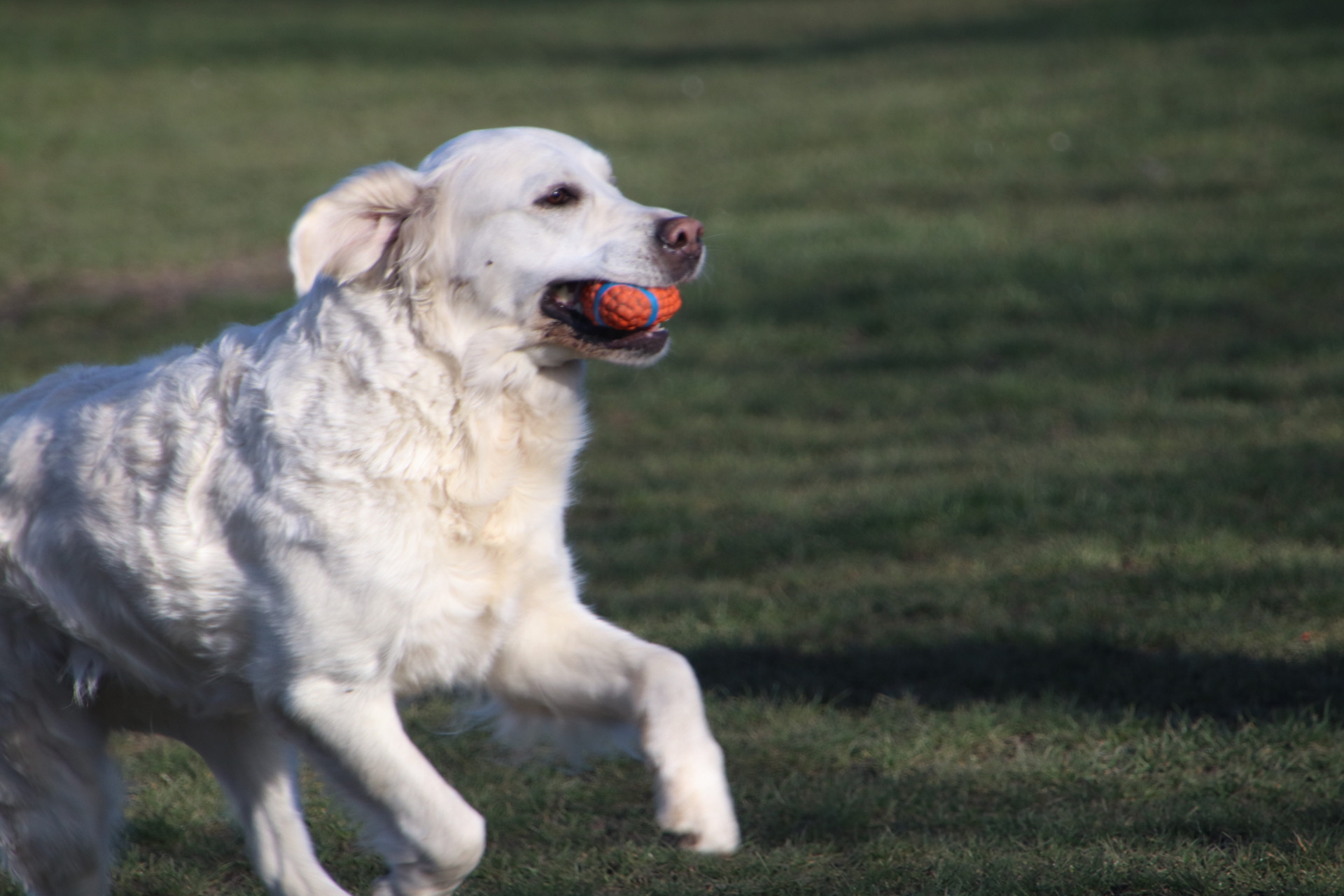 Glad ljus golden retriever galopperar med en orange boll i munnen.