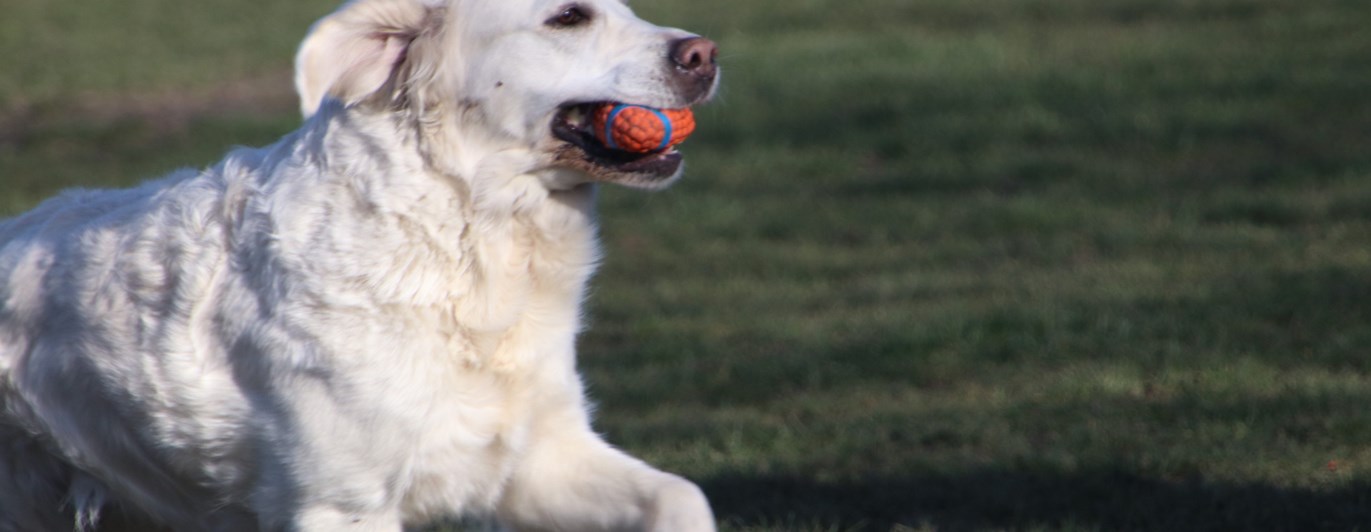 Glad ljus golden retriever galopperar med en orange boll i munnen.