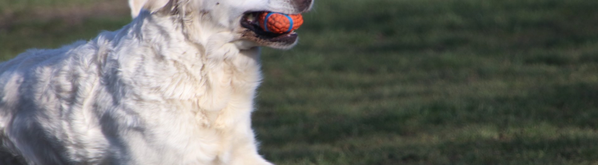 Glad ljus golden retriever galopperar med en orange boll i munnen.