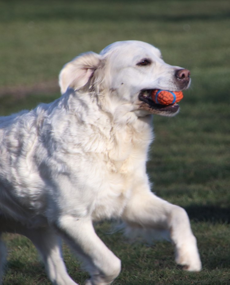 Glad ljus golden retriever galopperar med en orange boll i munnen.