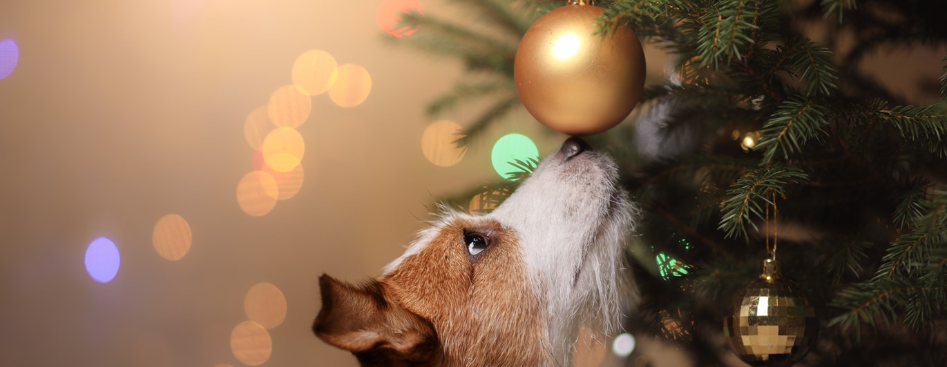 Jack russell terrier som nosar på en julgranskula som hänger i julgranen