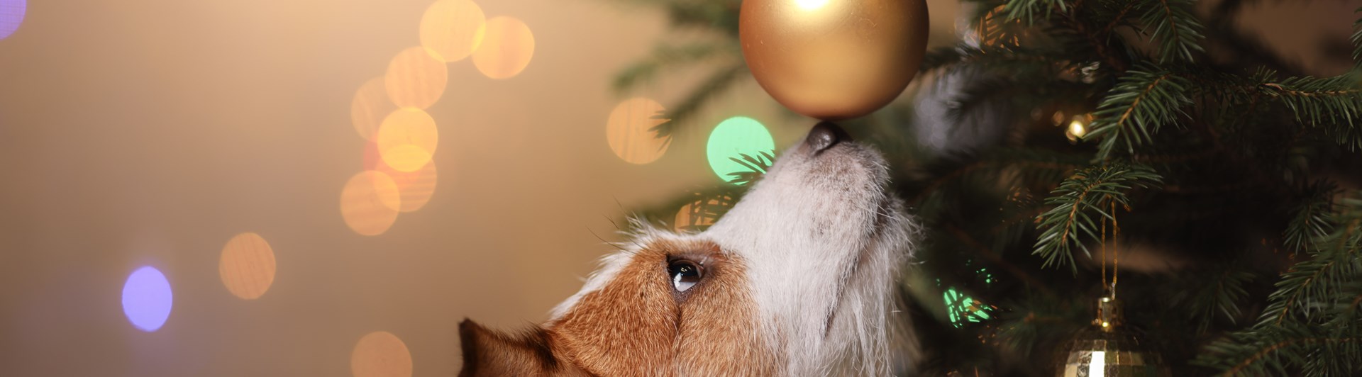 Jack russell terrier som nosar på en julgranskula som hänger i julgranen