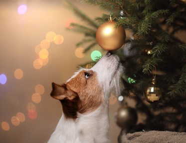 Jack russell terrier som nosar på en julgranskula som hänger i julgranen