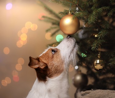Jack russell terrier som nosar på en julgranskula som hänger i julgranen