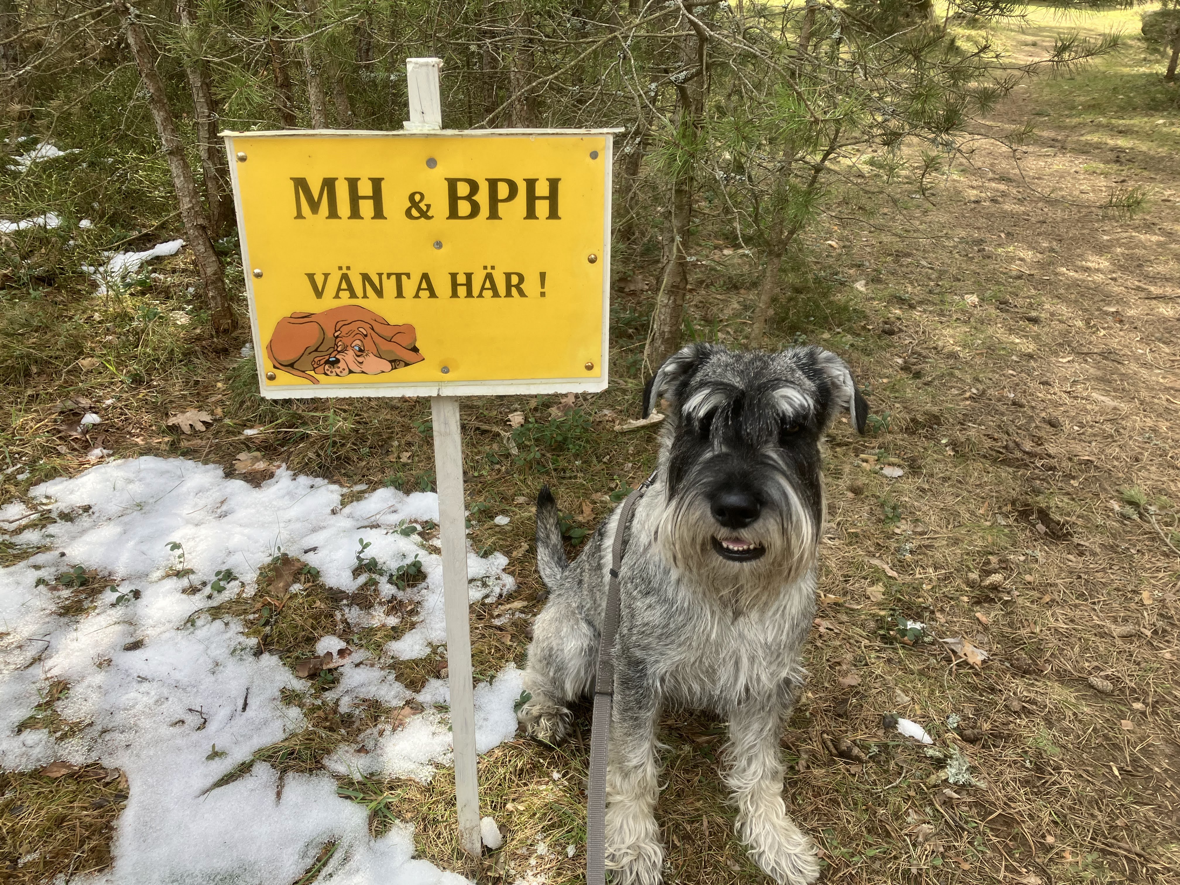 Skylt med MH BPH, Schnauzer väntar
