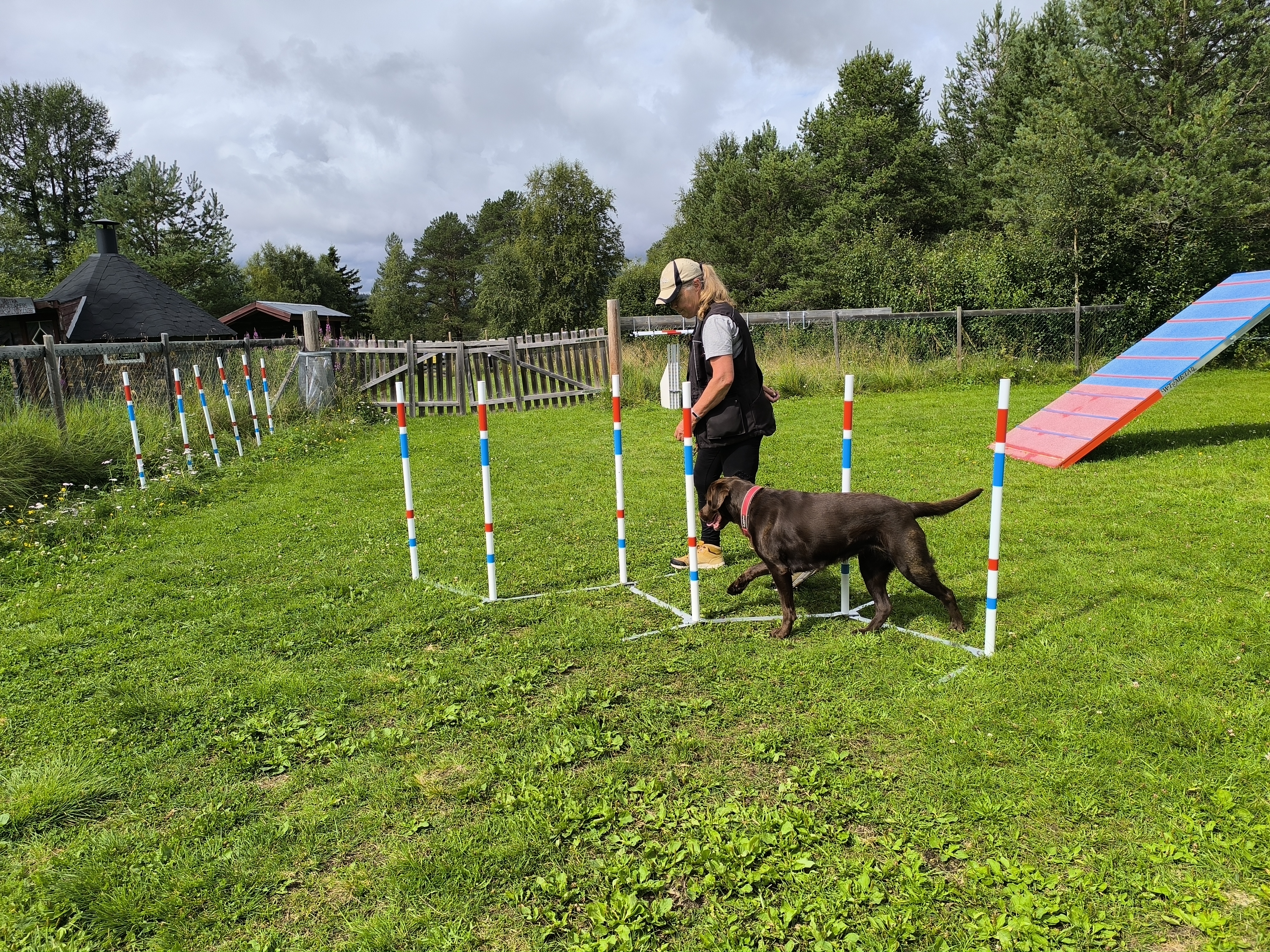 Lena och labradoren Nora tränar slalom.