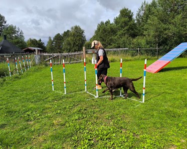 Lena och labradoren Nora tränar slalom.