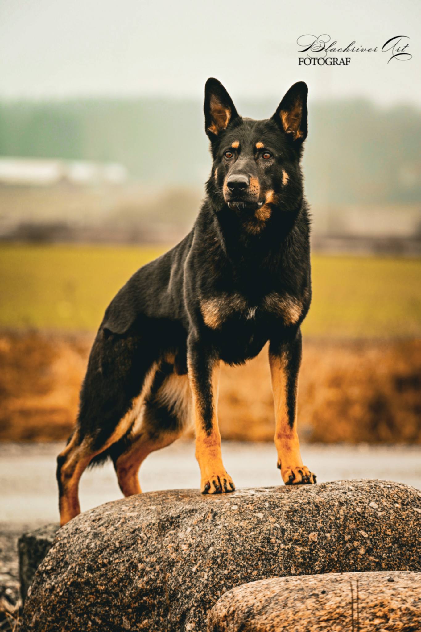 En schäfer står med framtassarna på en sten i solnedgången och ser majestätisk ut